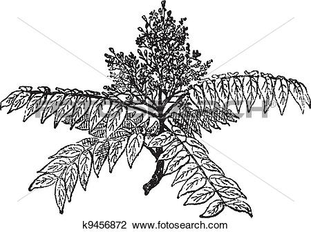 Clipart of Tree of Heaven or Ailanthus altissima, vintage.