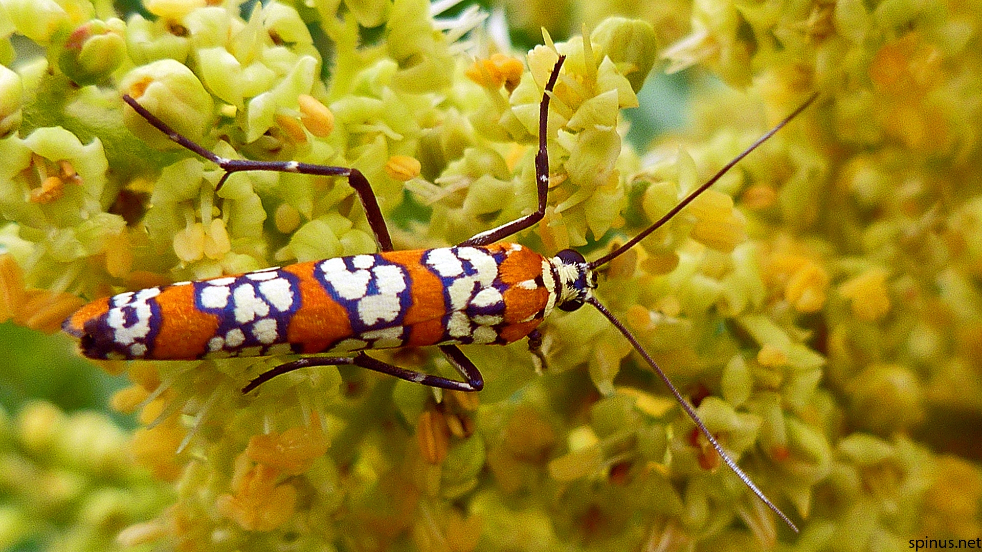 Ailanthus webworm moth.