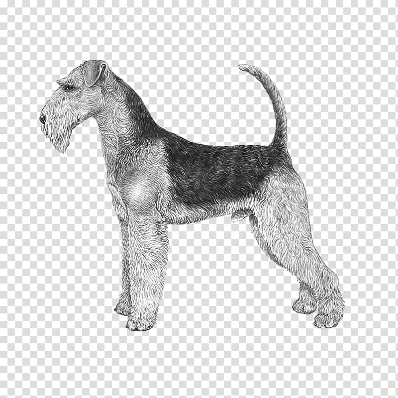 Airedale Terrier Jack Russell Terrier Bedlington Terrier.