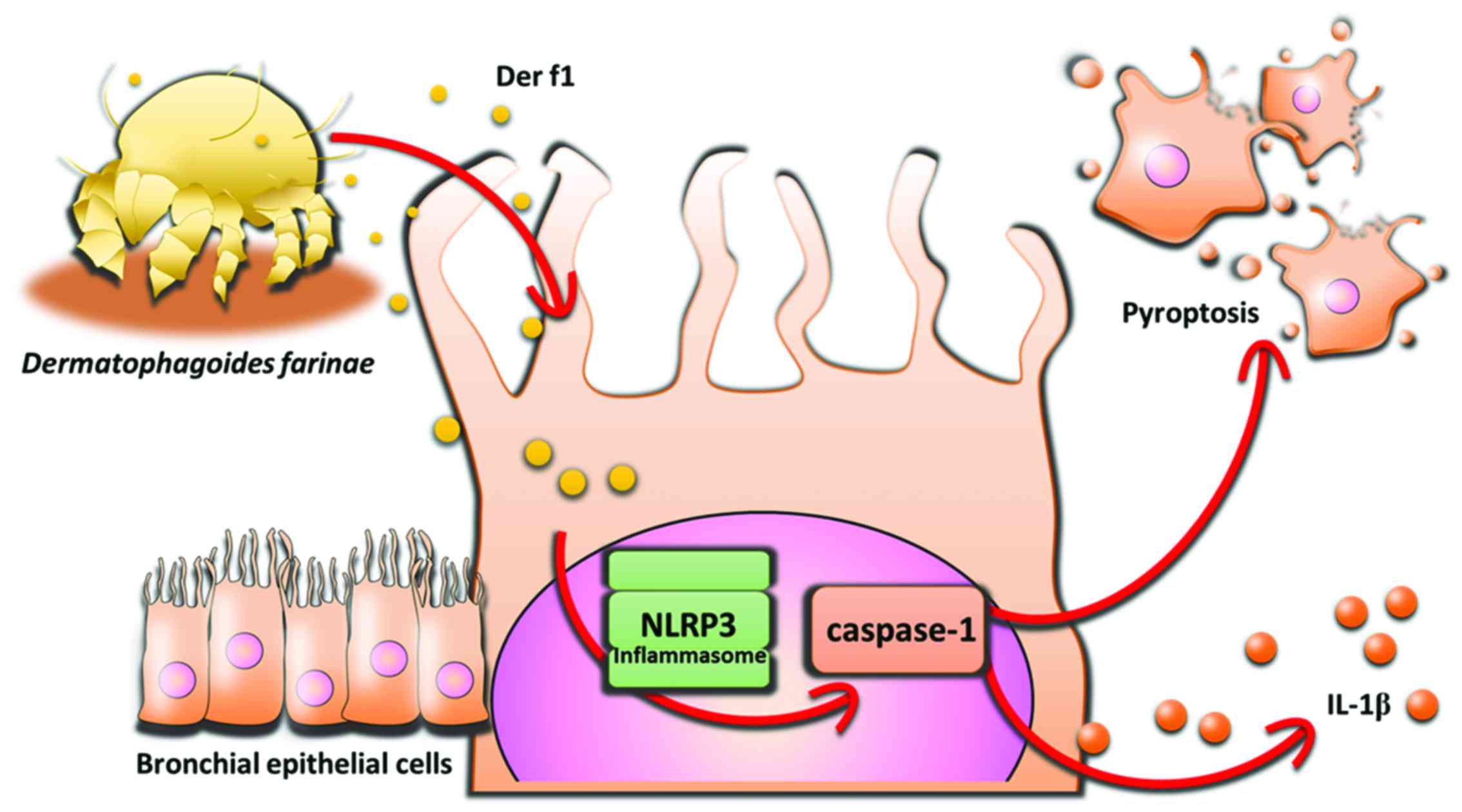 Der f1 induces pyroptosis in human bronchial epithelia via.