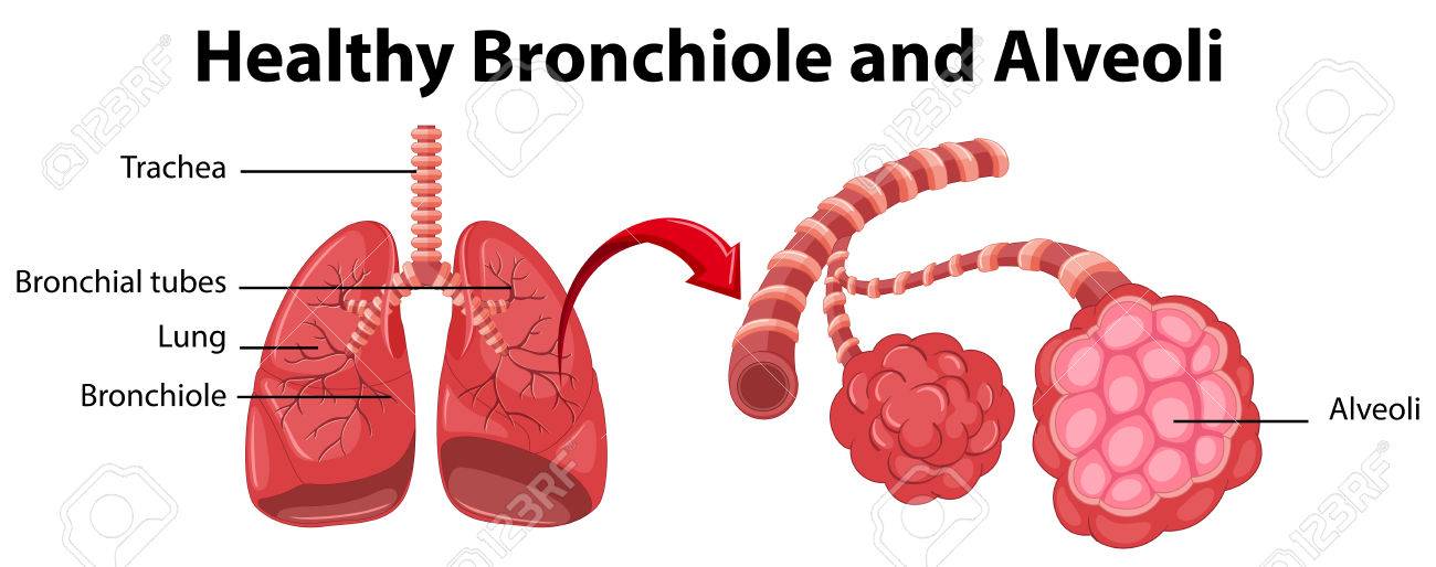 Diagram showing healthy bronchiole and alveoli illustration.