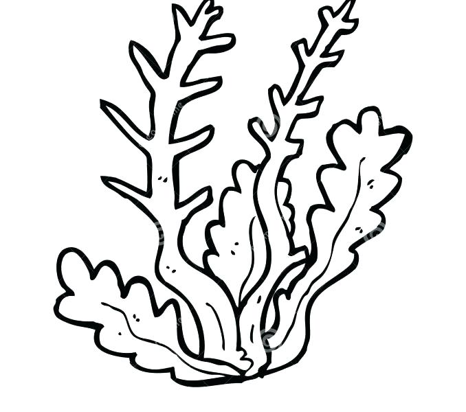 Algae clipart outline, Picture #40332 algae clipart outline.