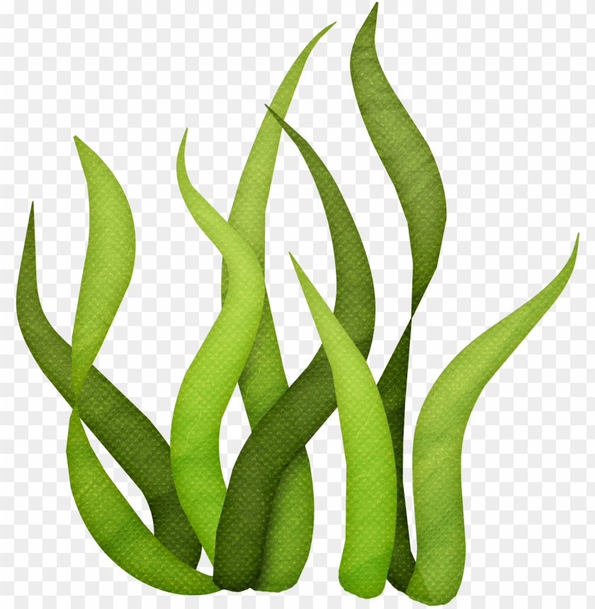 vector free algae clipart giant kelp.