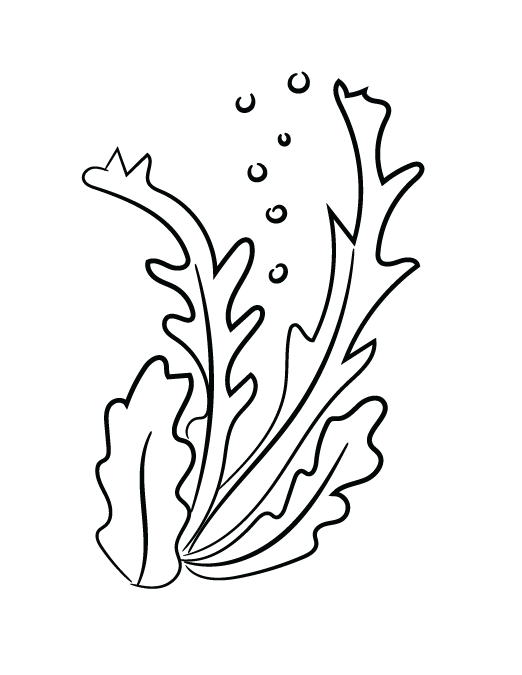 Algae clipart sketch, Algae sketch Transparent FREE for.