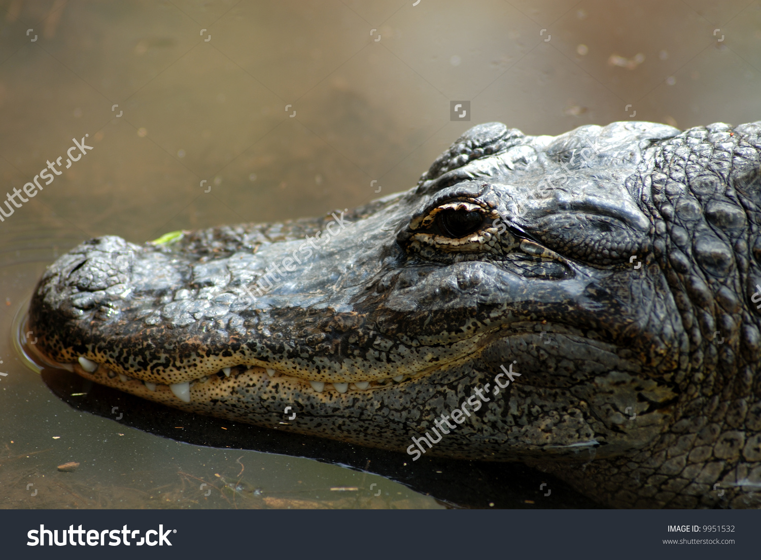 A 10 Foot Long Alligator; (Alligator Mississippiensis, Genus.