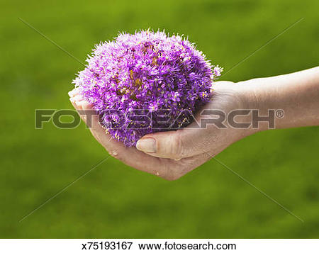 Picture of Ornamental Onion flower, (Allium Giganteum). x75193167.