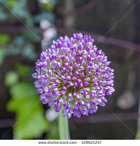 Sphaerocephalon Stock Photos, Royalty.