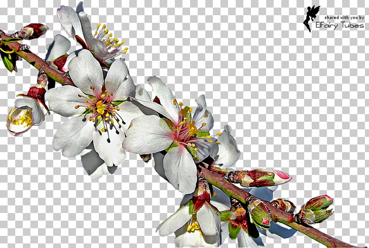 Almond Blossoms Twig , almond PNG clipart.