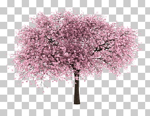 503 almond Tree PNG cliparts for free download.