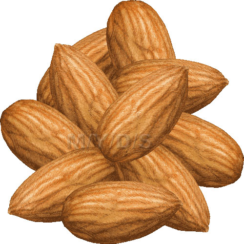 Almond Clipart Free.