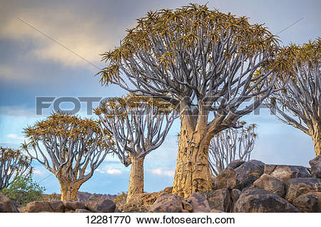 Stock Photography of Quiver tree (Aloe dichotoma) forest in the.