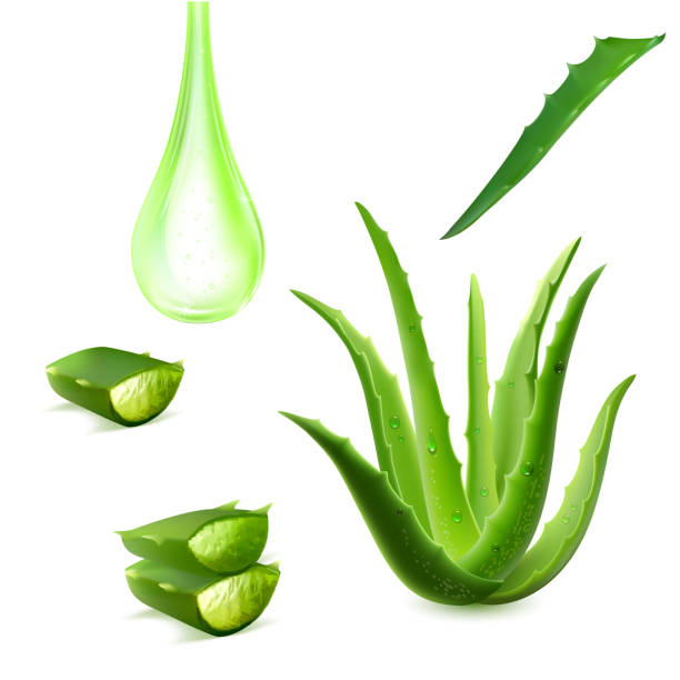 Best Aloe Vera Illustrations, Royalty.