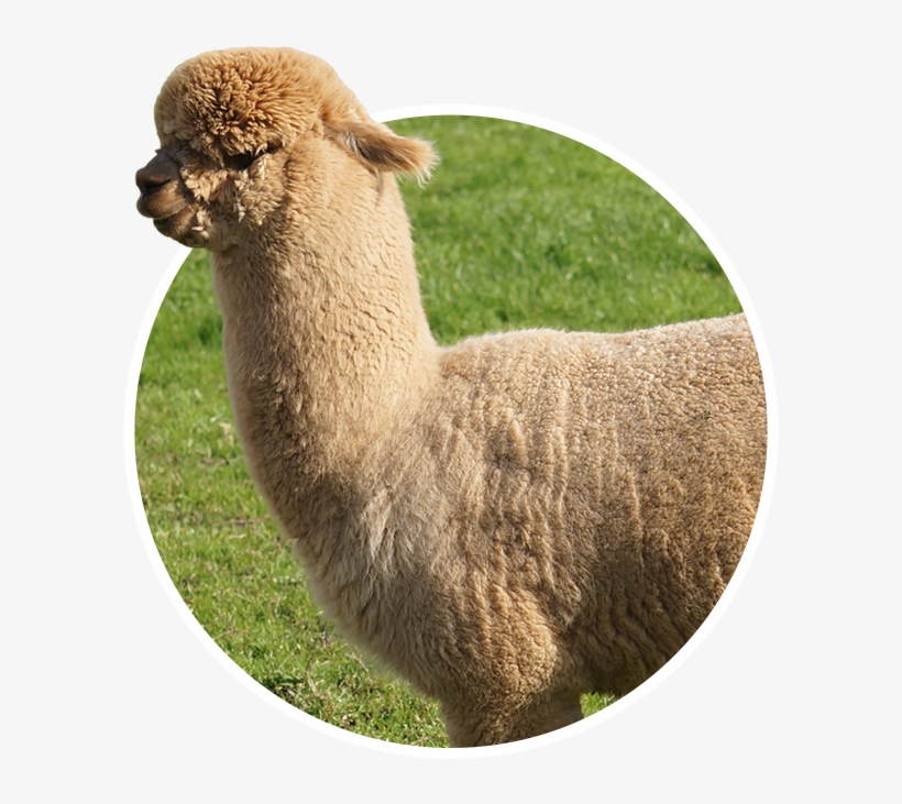 Vertebrate,Alpaca,Llama,Camelid,Mammal,Vicu? a,Terrestrial animal.