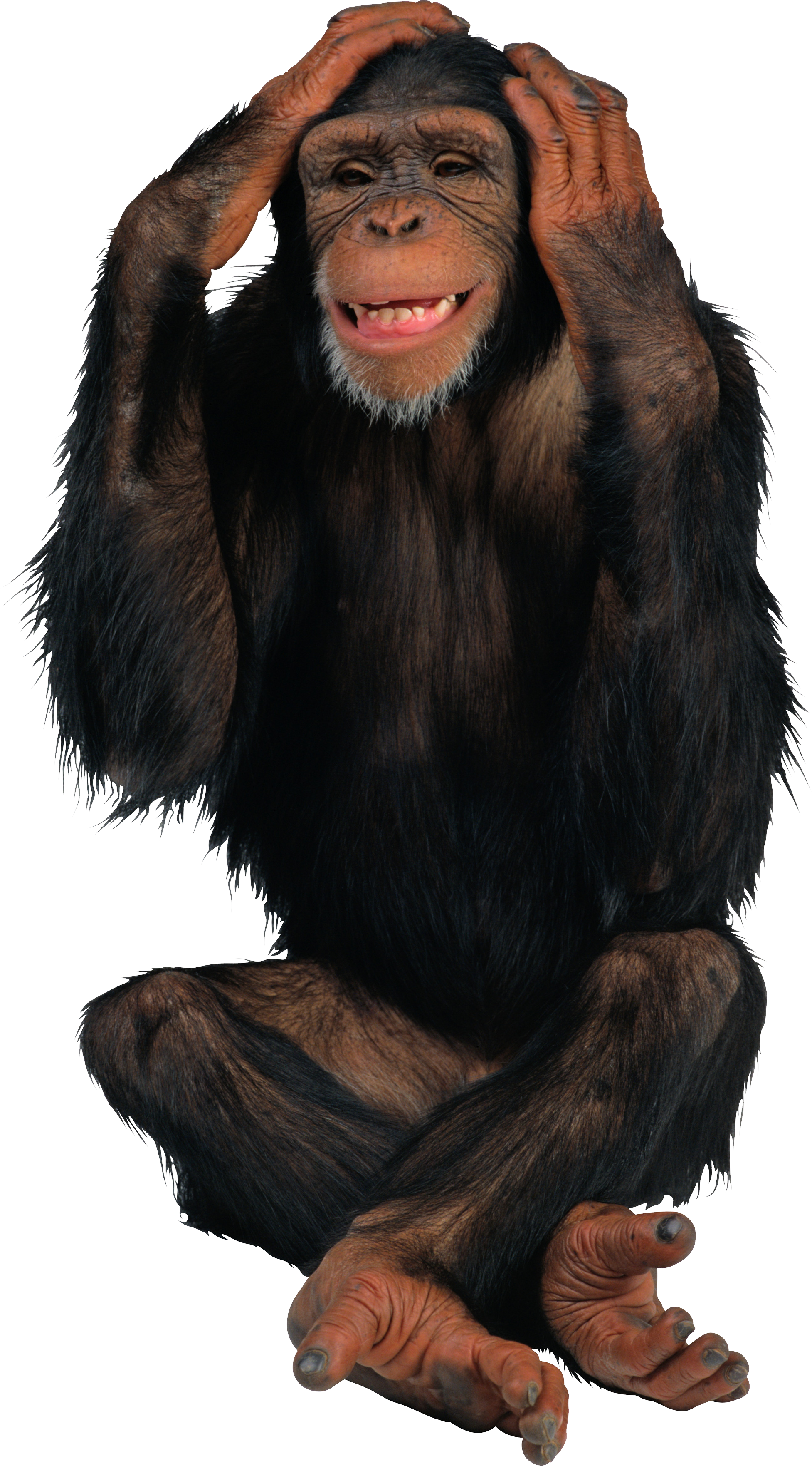 Monkey PNG images free download.