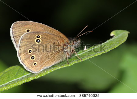 Ringlets Stockfoto's, rechtenvrije afbeeldingen en vectoren.