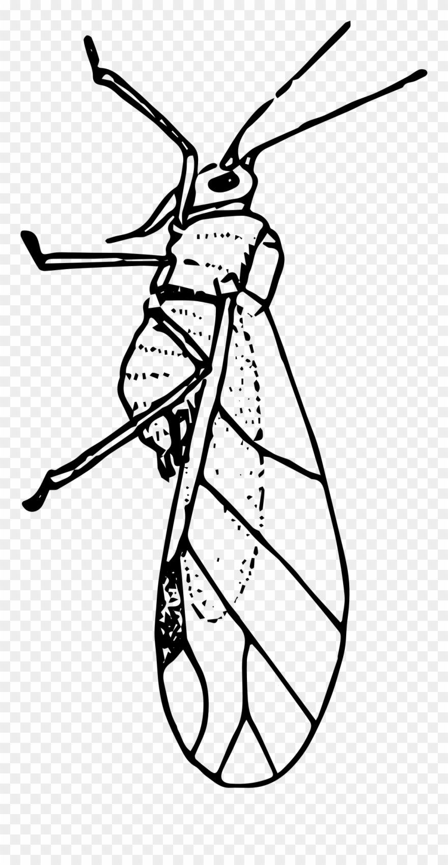 Bug Clipart Aphid.