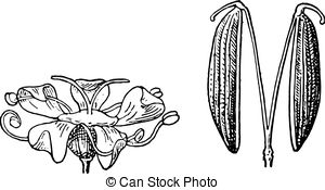 Apiaceae Clipart and Stock Illustrations. 52 Apiaceae vector EPS.