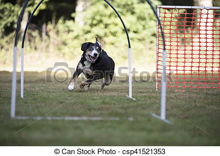 Stock Images of Dog, Appenzeller Mountain Dog, trainin hoopers.