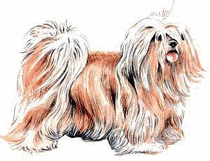 Lhapsa apso clip art.