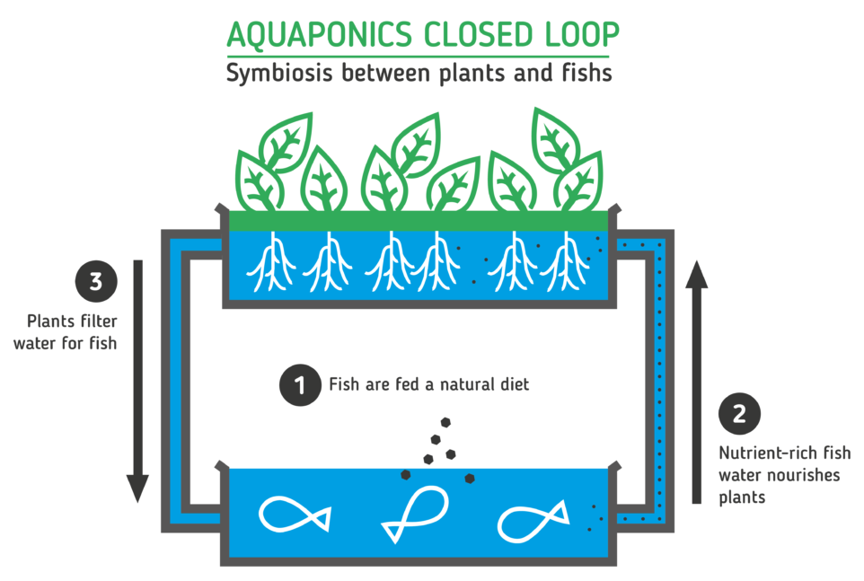 Story of Aquaponics.