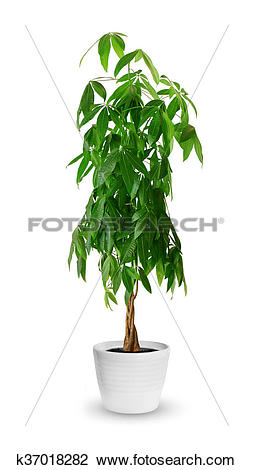 Stock Photo of Pachira aquatica a potted plant isolated over white.