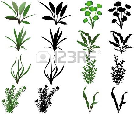 3,748 Aquatic Plant Stock Vector Illustration And Royalty Free.