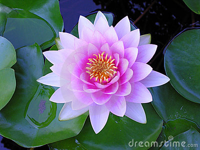 Purple Water Lily Royalty Free Stock Images.