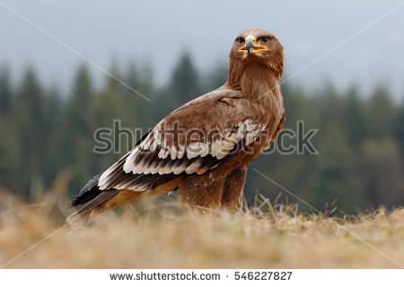 Aquila Stock Photos, Royalty.