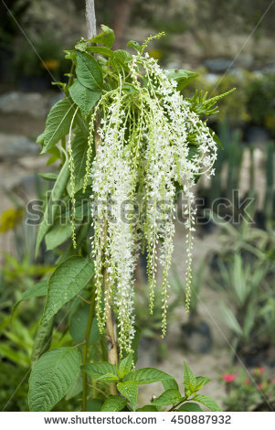 Aruncus Stock Photos, Royalty.