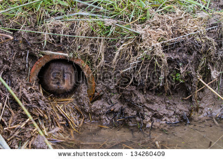 Vole In Water Stock Photos, Images, & Pictures.