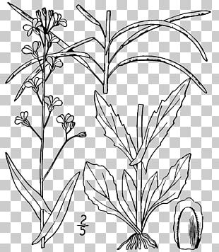 Arabidopsis PNG Images, Arabidopsis Clipart Free Download.