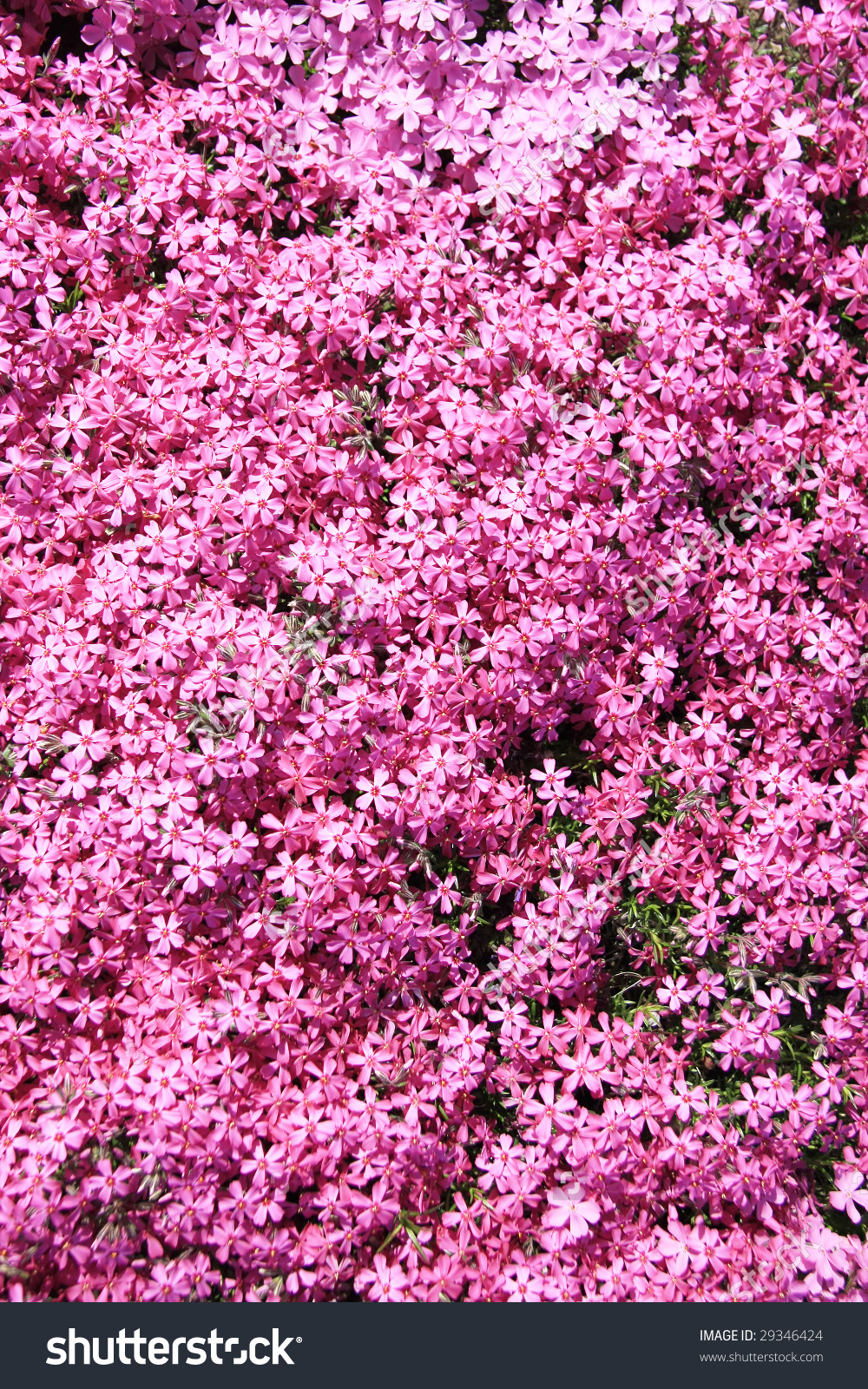 Background Of Pink Arabis Perennial Flowers. Stock Photo 29346424.