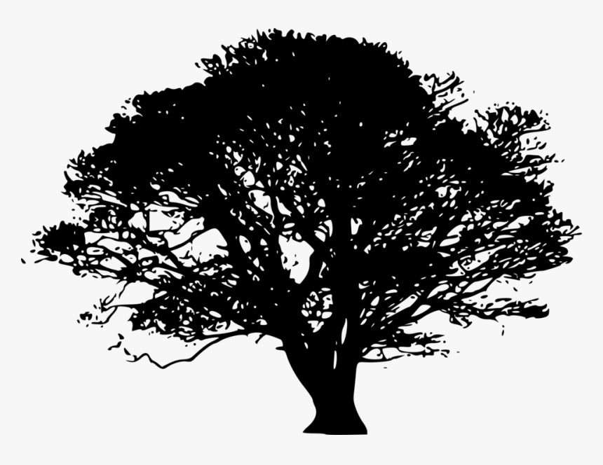 Tree Silhouette.