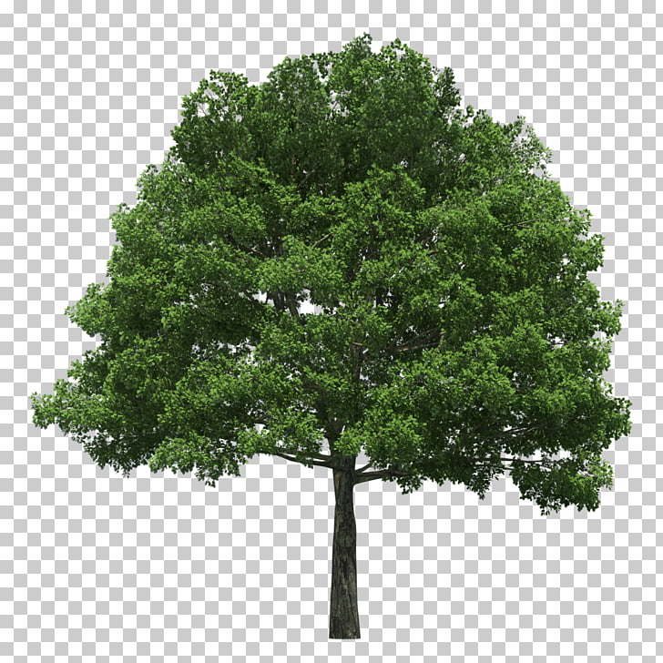 Evergreen Tree planting Arborist Arbor Day, tree PNG clipart.