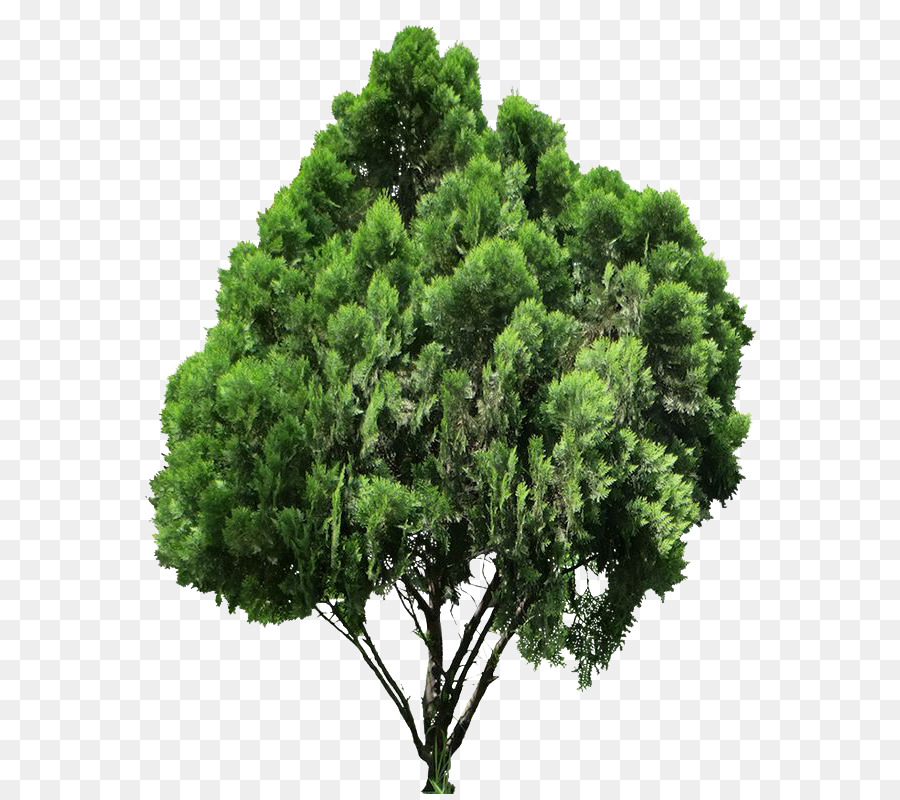 Conifer Tree clipart.