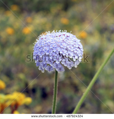 Genus Stock Photos, Royalty.