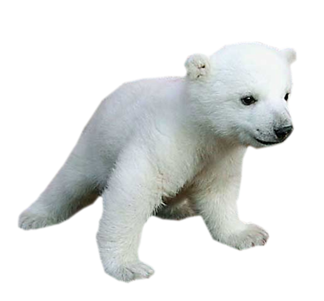 Polar bear Baby Animals for Kids.