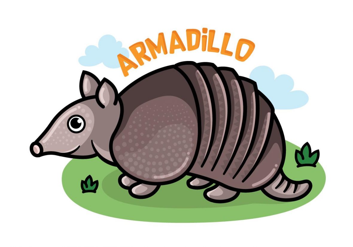 Armadillo Cartoon Vector.