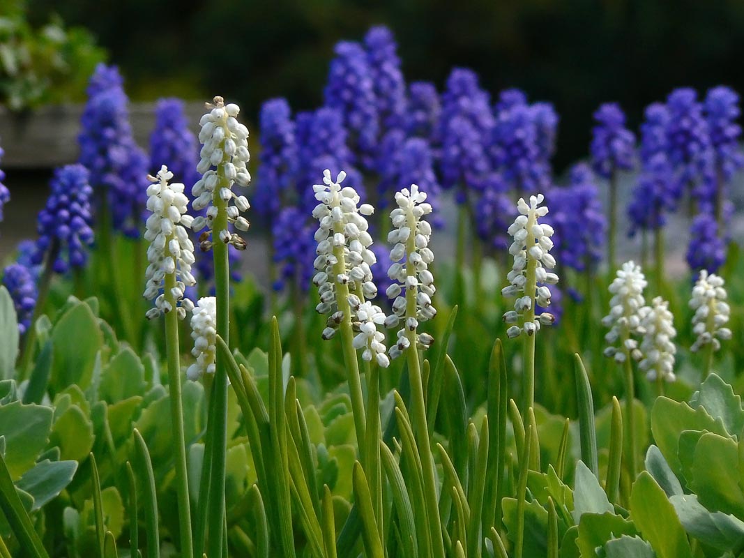 Small Grape Hyacinth, Muscari botryoides.