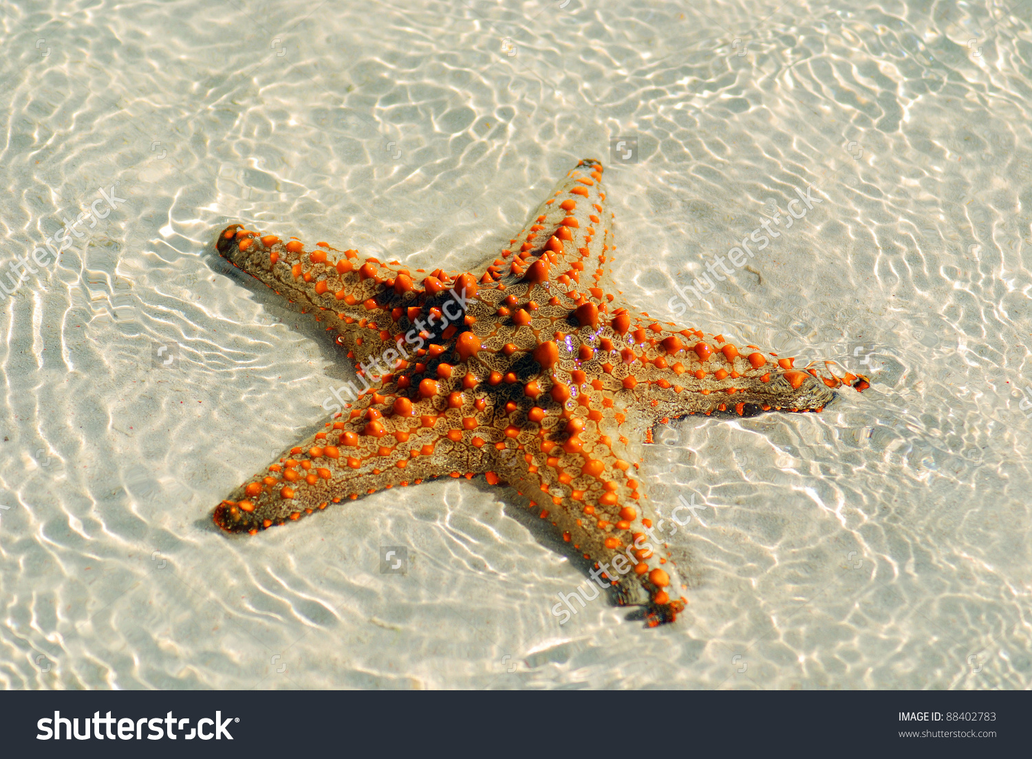 Zanzibar Tanzania Starfish Sea Stars Echinoderms Stock Photo.