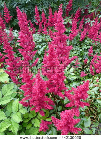 Astilbe Lizenzfreie Bilder und Vektorgrafiken kaufen.