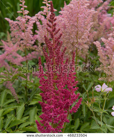 Astilbe Lizenzfreie Bilder und Vektorgrafiken kaufen.