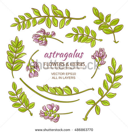 Astragalus Stock Photos, Royalty.