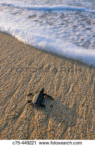 Stock Photography of Baby Green Sea Turtle (Chelonia mydas.