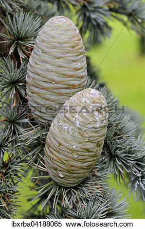 Stock Image of Blue Atlas cedar (Cedrus atlantica cv. glauca.