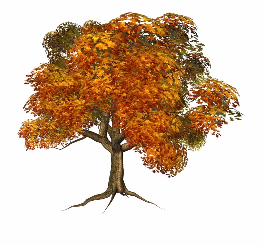 Fall Tree Png.