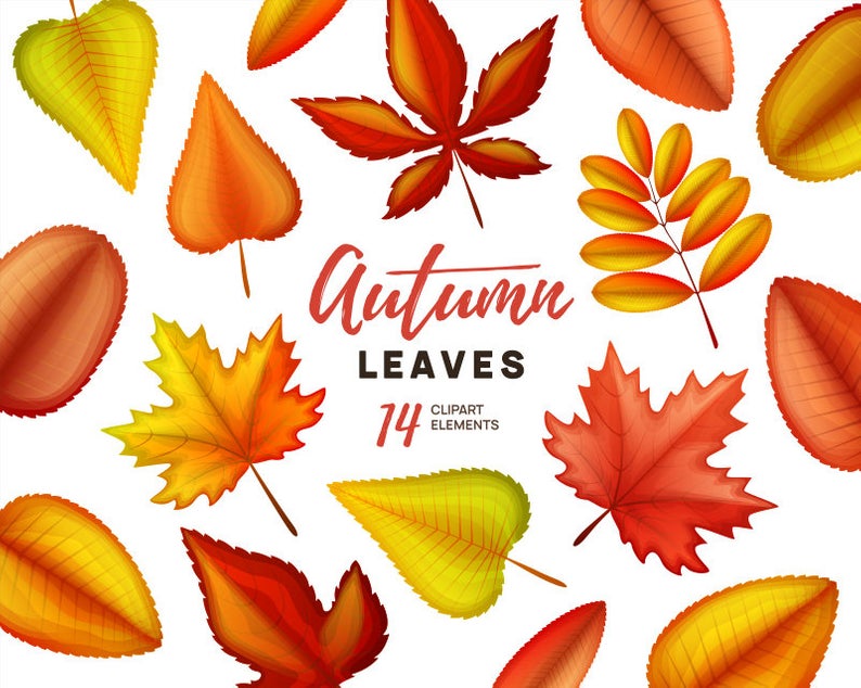 Autumn clipart. Autumn leaves clip art. Fall leaves clipart. Vector graphic  collection..