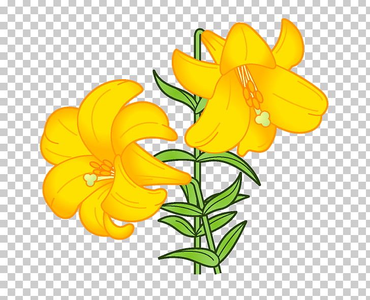 Lilium Flower Book Illustration PNG, Clipart, August, Birth.