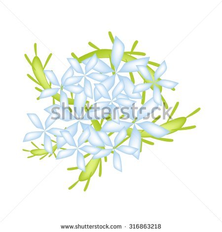 Auriculata Stock Vectors & Vector Clip Art.