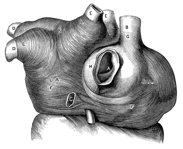 Muscular fibers of the auricle.